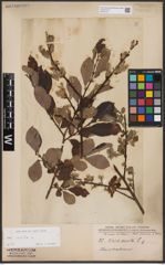 Foto von Salix aurita L.